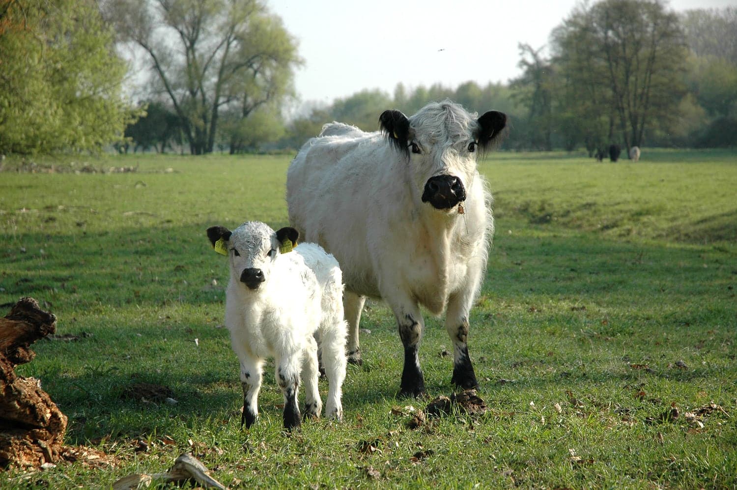 Galloway-Herde auf der Weide