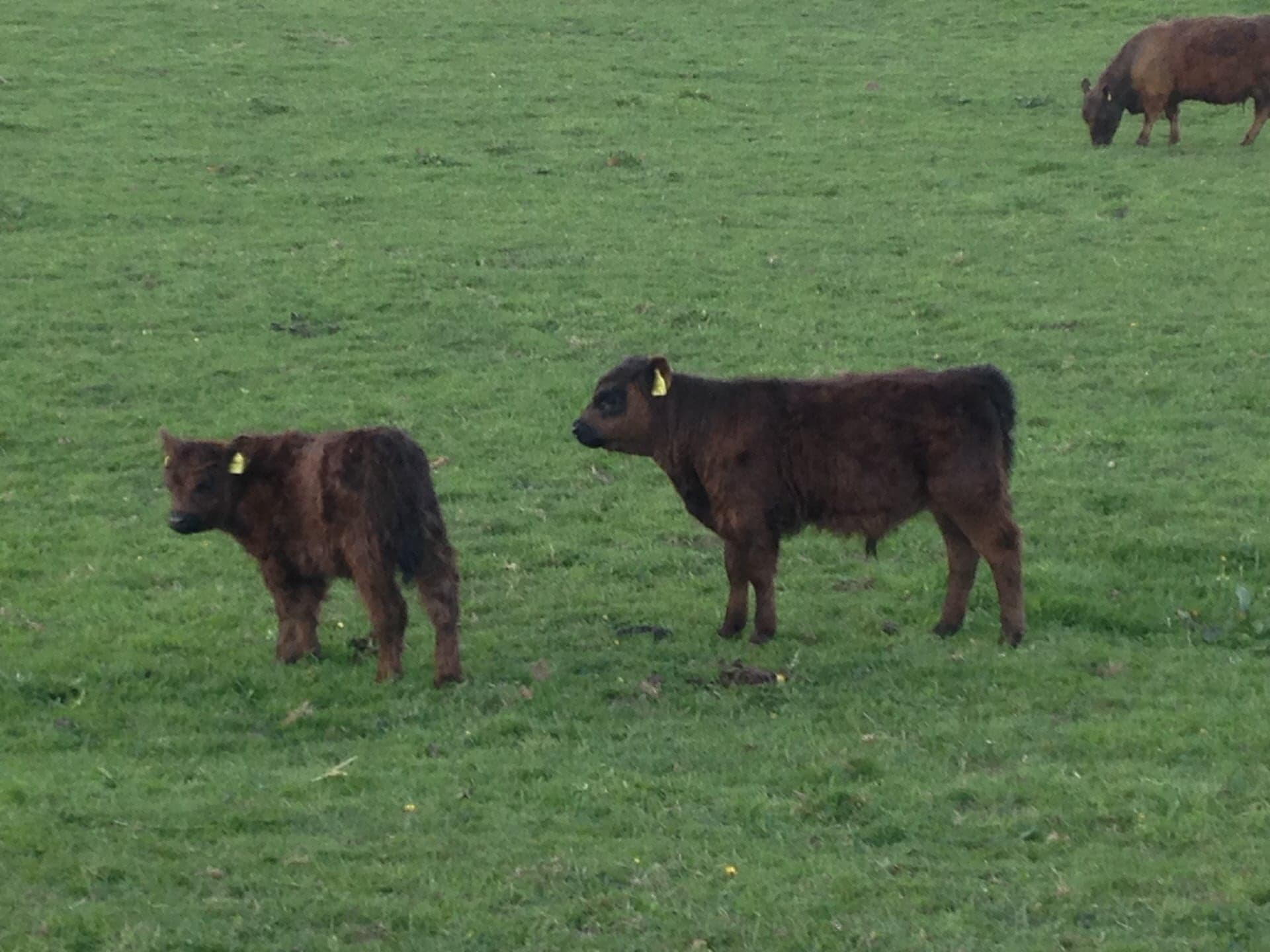 Galloway Galeriebild 002