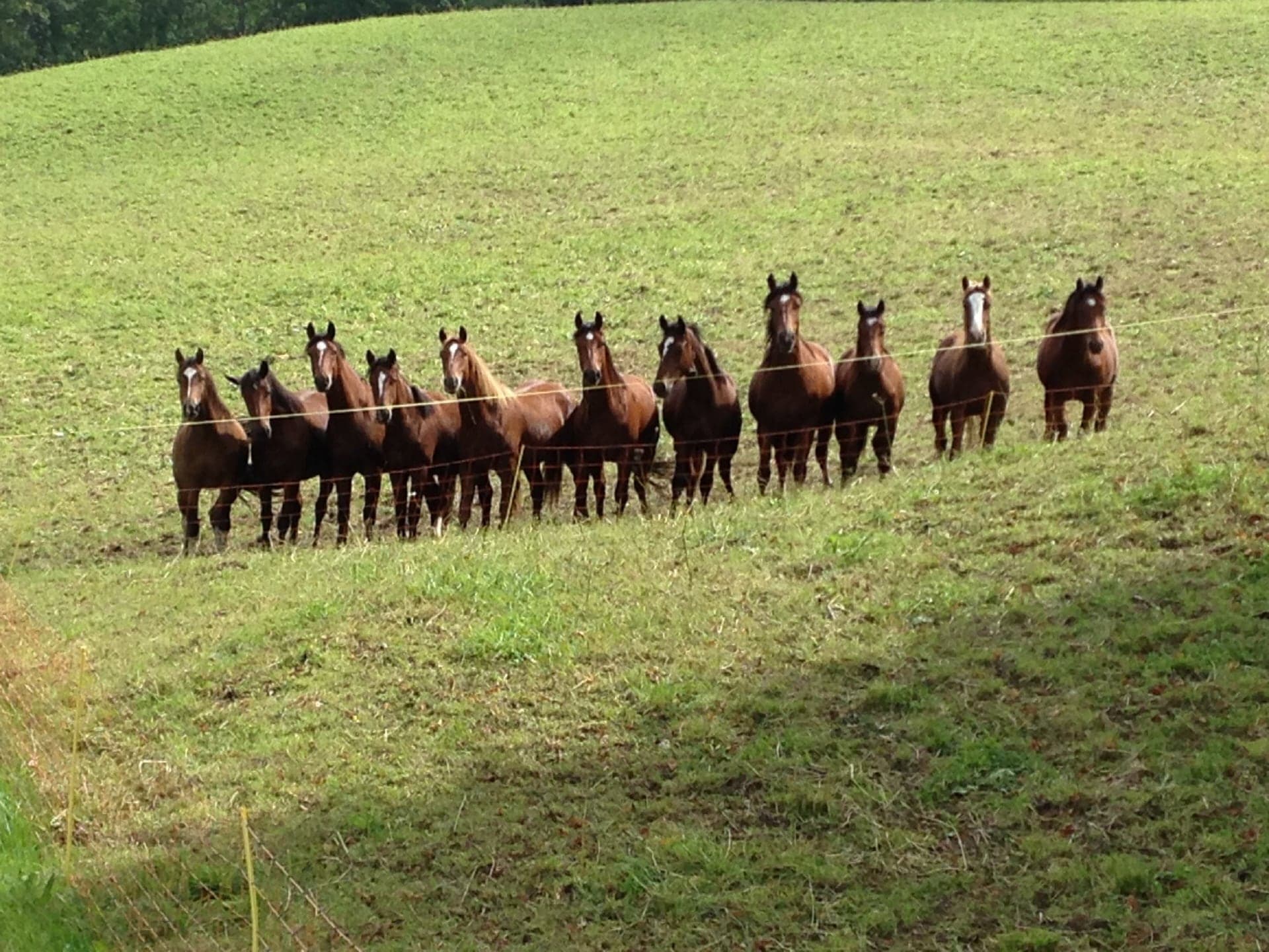 Galloway Galeriebild 028