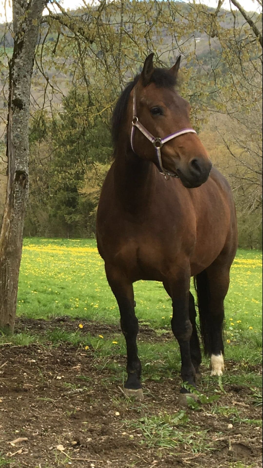 Galloway Galeriebild 032