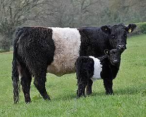 Belted Galloway